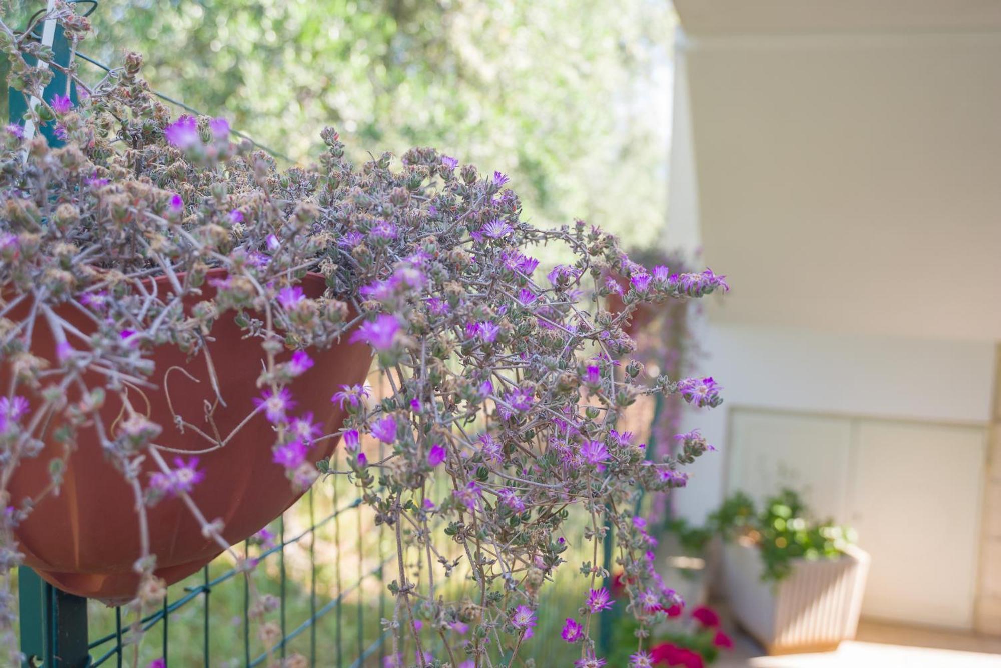 B&B ARBI case vacanze Mattinata Exterior foto